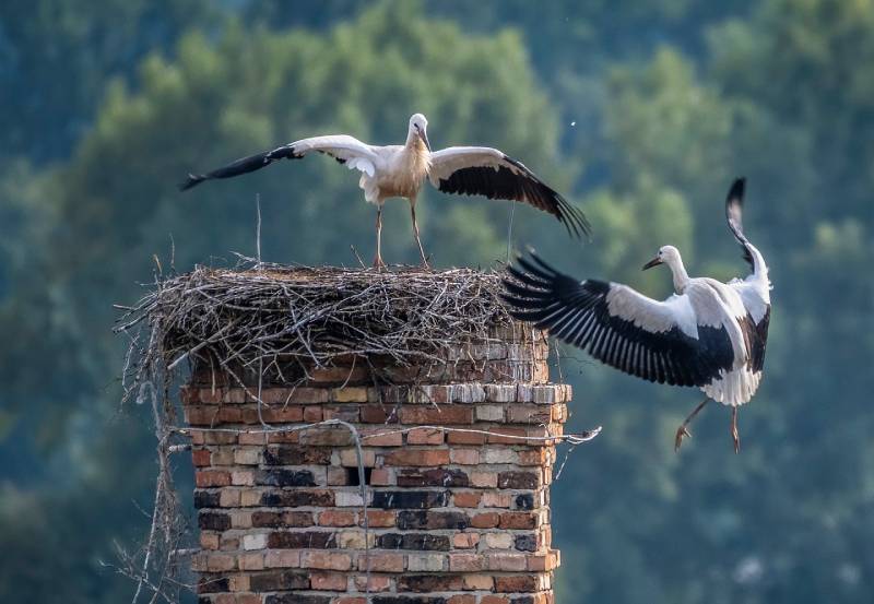 Professional Chimney Animal Removal Services in Dolton, Illinois